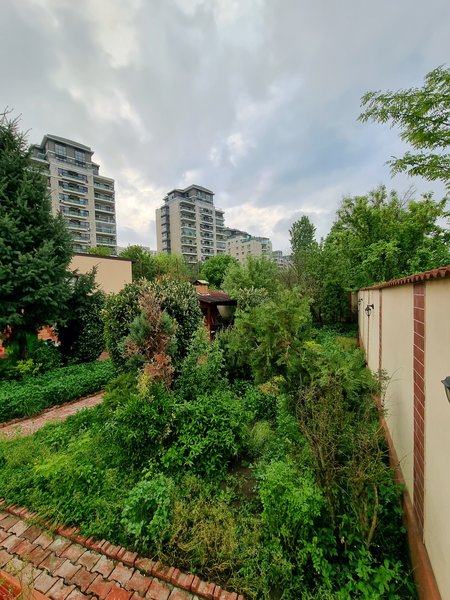Floreasca, Tei,