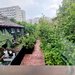 Floreasca, Tei,